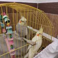 عروس هلندی مولد