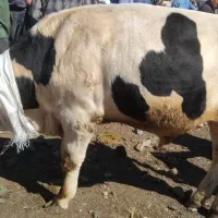 گوساله سیمنتال نر