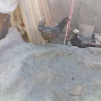 مرغ  خروس طوسی