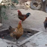 مرغ خروس|حیوانات مزرعه|مینودشت, |دیوار