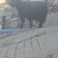 سیستان بلوچستان چابهار کمب|حیوانات مزرعه|چابهار, |دیوار