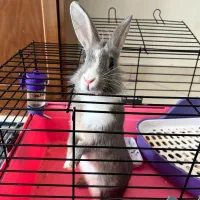 واگذاری خرگوش بازیگوش - نر|موش و خرگوش|تهران, فاطمی|دیوار