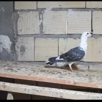 کبوتر سینه سفید|پرنده|جویم, |دیوار