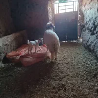 بره گشبور سنجابی|حیوانات مزرعه|تایباد, |دیوار