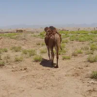 شتر درشت فروشی