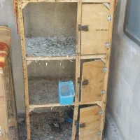 ۶تاحیون قلدر پرشی جفتگاه