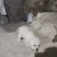 سگ پا کوتاه