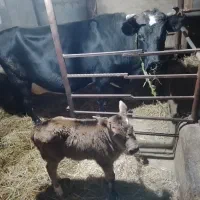 گاو گیل دورگ همراه با گوساله ماده جرسی|حیوانات مزرعه|لاهیجان, لفمجان|دیوار