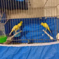 قناری یسر جیبر جیور|پرنده|نجفآباد, امام خمینی|دیوار