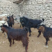 نر بز|حیوانات مزرعه|ساوه, |دیوار
