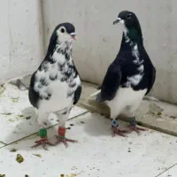 کفتر بهبونی و پلاکی|پرنده|مرودشت, ژیان|دیوار