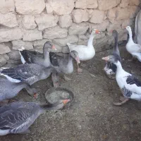 غاز درشت نزدیک ب تخم