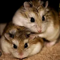 همستر روبروسکی ۳ ماه نیم