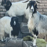 بز جمل با ۲بزغاله ۲۵ کیلویی