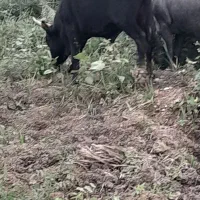 ورزا چالوسی دو ساله|حیوانات مزرعه|رشت, لاکان|دیوار