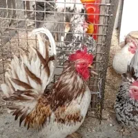 تخم نطفه دار