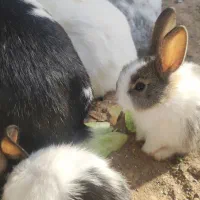 خرگوش نانازی