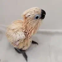 جوجه کاسکو،کاکادو،آرا،ماکائو،ملوکان