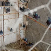کبوتر سبز سنگی تمیز پاک|پرنده|سراوان, |دیوار