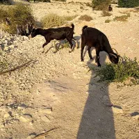 بزی|حیوانات مزرعه|خورموج, |دیوار