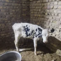 گاو شیری با گوساله نر|حیوانات مزرعه|زابل, |دیوار