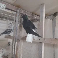 کبوتر دم سفید|حیوانات|تاکستان, |دیوار