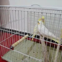 طوطی|پرنده|پرند, فاز ۵|دیوار