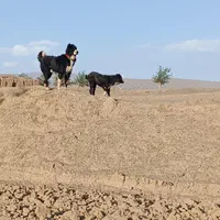 واگذاری قدرجونی