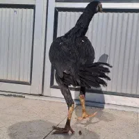 لاری اوشامو|حیوانات مزرعه|شاهدشهر, |دیوار