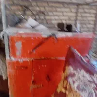 دکه فلافلی|فروش مغازه و غرفه|خرمشهر, |دیوار