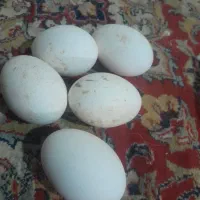 تخم غاز|حیوانات مزرعه|زابل, |دیوار