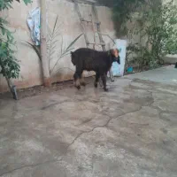 بره بختیاری