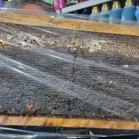 عسل طبیعی به شرط