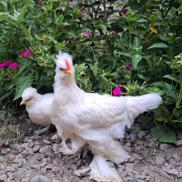 یک جفت تزئینی
