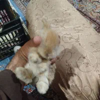 خرگوش لوپ