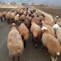 میش وبره|حیوانات مزرعه|دینور, |دیوار