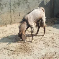 پازن سالم وسرحال