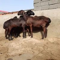 میش چینی قندوزی  ،میش افغانی ،بره قوچ چینی|حیوانات مزرعه|تهران, افسریه|دیوار