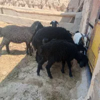 بره