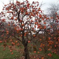 فروش عمده خرمالو درجه یک صادراتی|عمده‌فروشی|جهرم, |دیوار