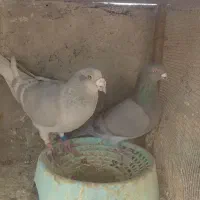 کبوتر پلاکی|پرنده|شیراز, جرسقان|دیوار