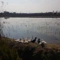 ۱۰۰۰ متر با (۳۰۰متر )بنای دوبلکس (سند تک برگ)|فروش خانه و ویلا|کلاچای, |دیوار