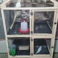 عروس هلندی و مرغ عشق