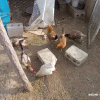 مرغ|حیوانات مزرعه|گلپایگان, |دیوار