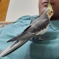 گمشده اسمش فندقه
