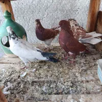 ۹عدد گرفتنی مخلفه جون