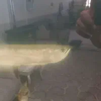 اروانا سیلور +۳۵ سانت