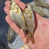 کپوز طلایی/اصلاح نژاد شده مجار/عمده و جزئی