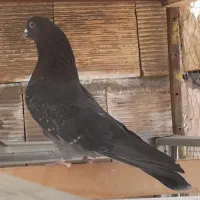 کبوتر پرشی اصل با تظمین