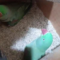 یک جفت شاه طوطی مولد